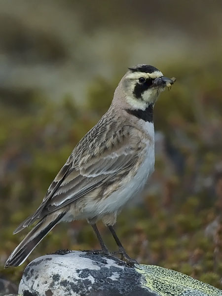 Tunturikiuru, Horned Lark, Eremophila alpestris